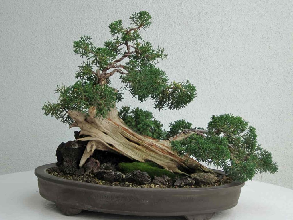 wabi-sabi-bonsai-tree