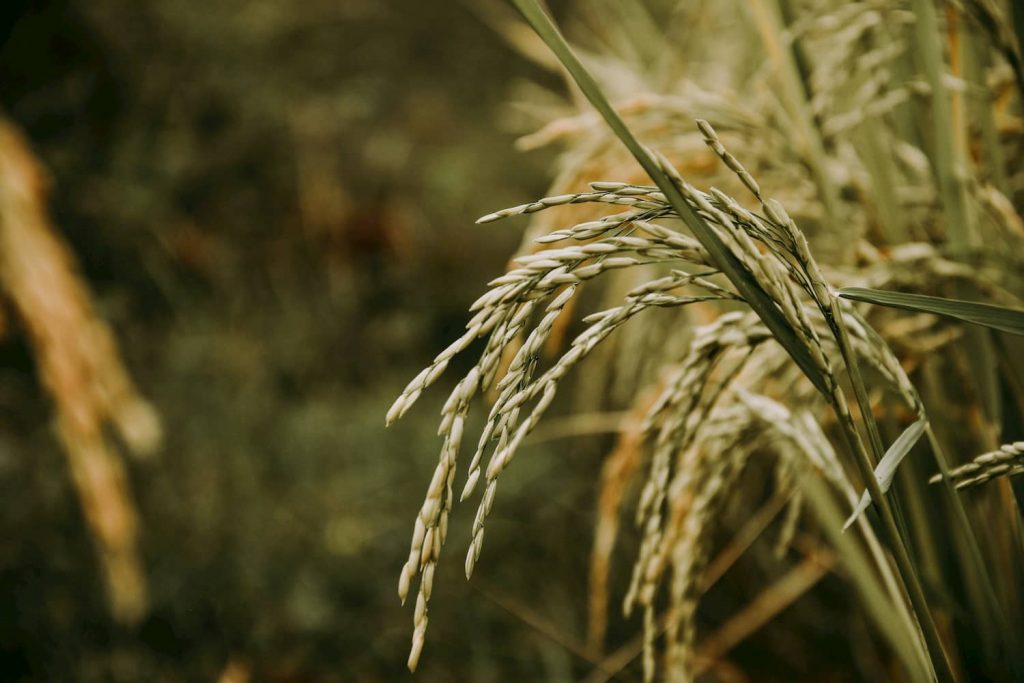 Rice Stalk