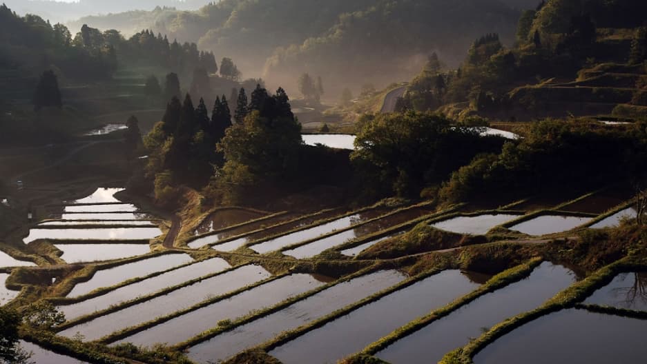 rice fields in japan