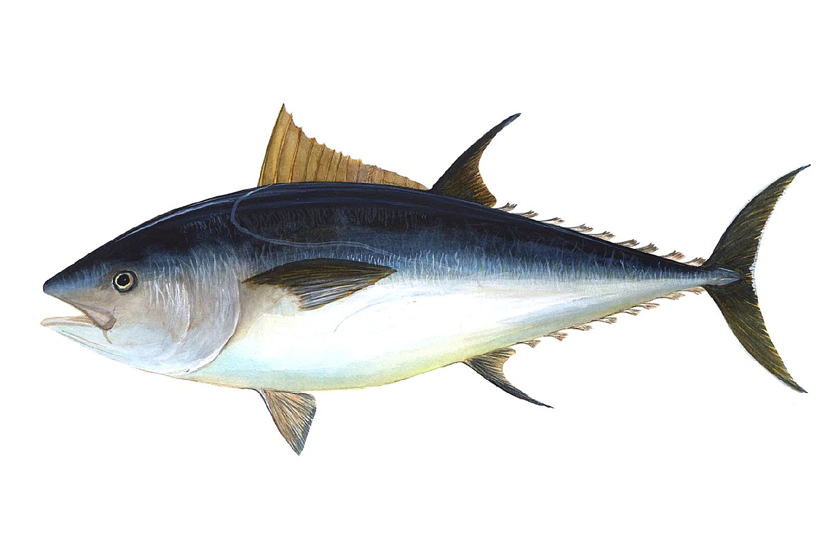 Atlantic blue-fin tuna
