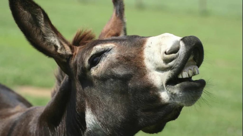 Mori Yoshiro the Braying Donkey