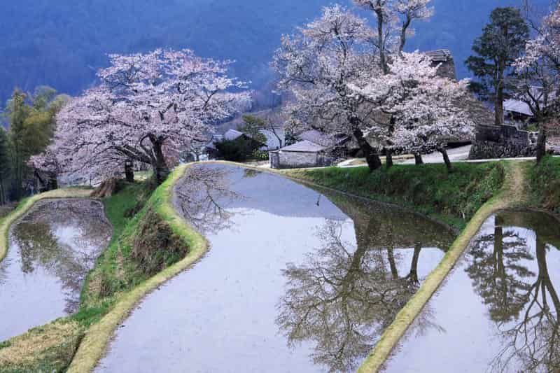 apan's Vanishing Terraced Rice Fields