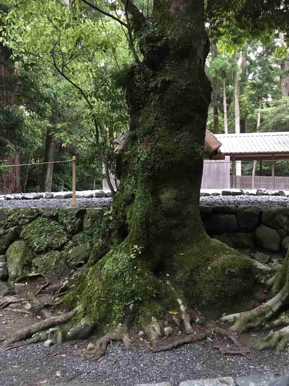 Ancient Tree at Ise Jingu