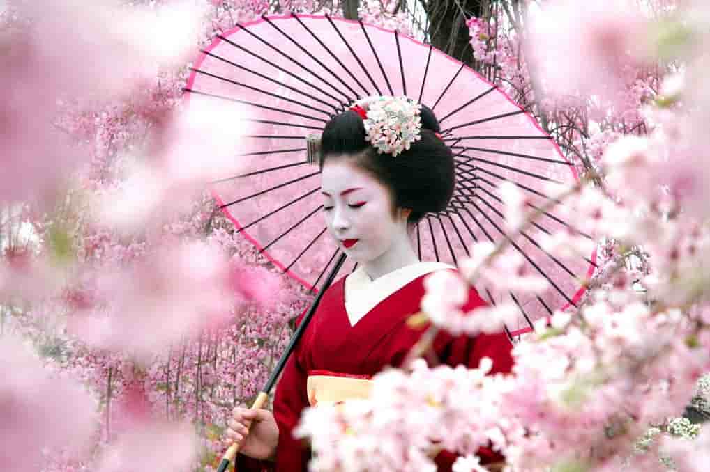 Geisha among the Cherry Blossoms