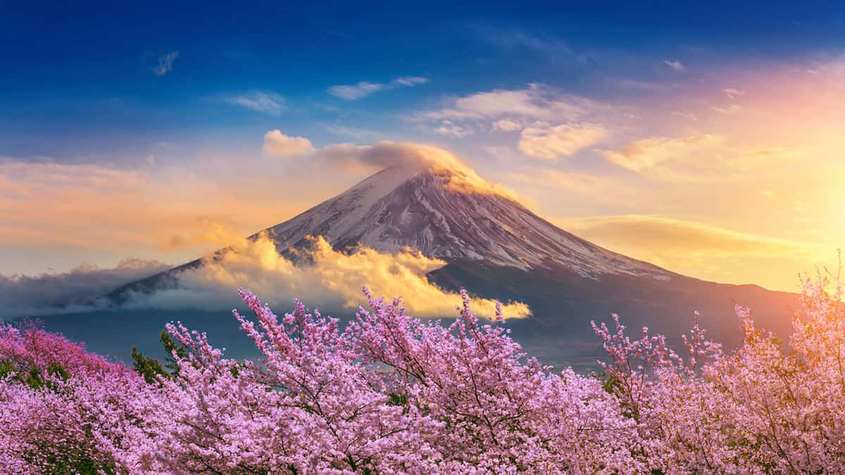 Mt. Fuji Cherry Blossom - Land Of The Rising Son