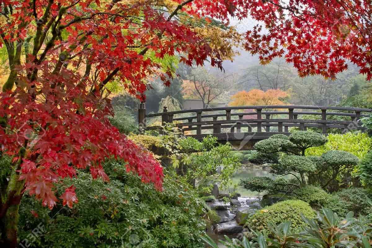 秋の霧の朝の橋での日本のカエデ木 - Land Of The Rising Son