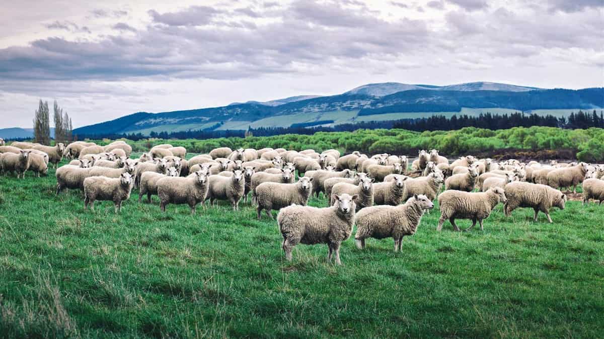 Flock Of Sheep - Land Of The Rising Son