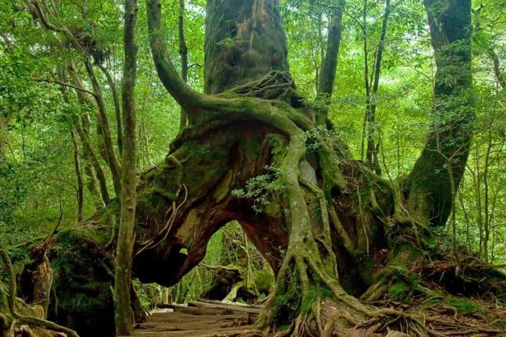 Japanese Forest - Land Of The Rising Son