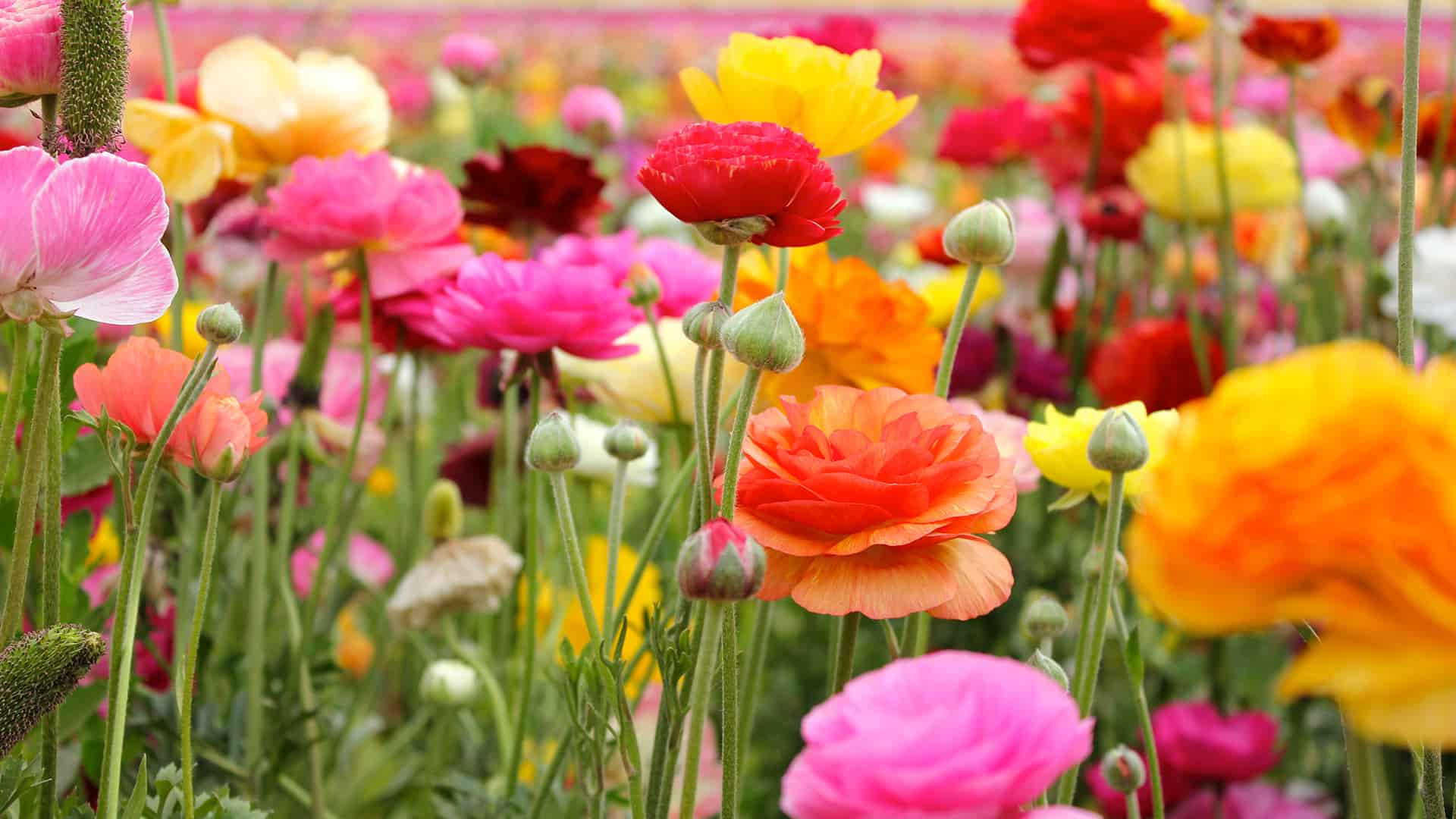Butter Cup Flowers - Land of the Rising Son