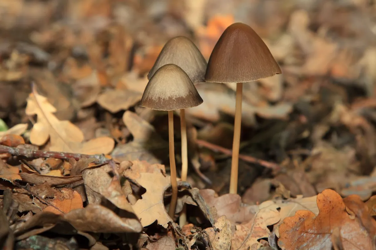 Mushrooms - Land Of The Rising Son