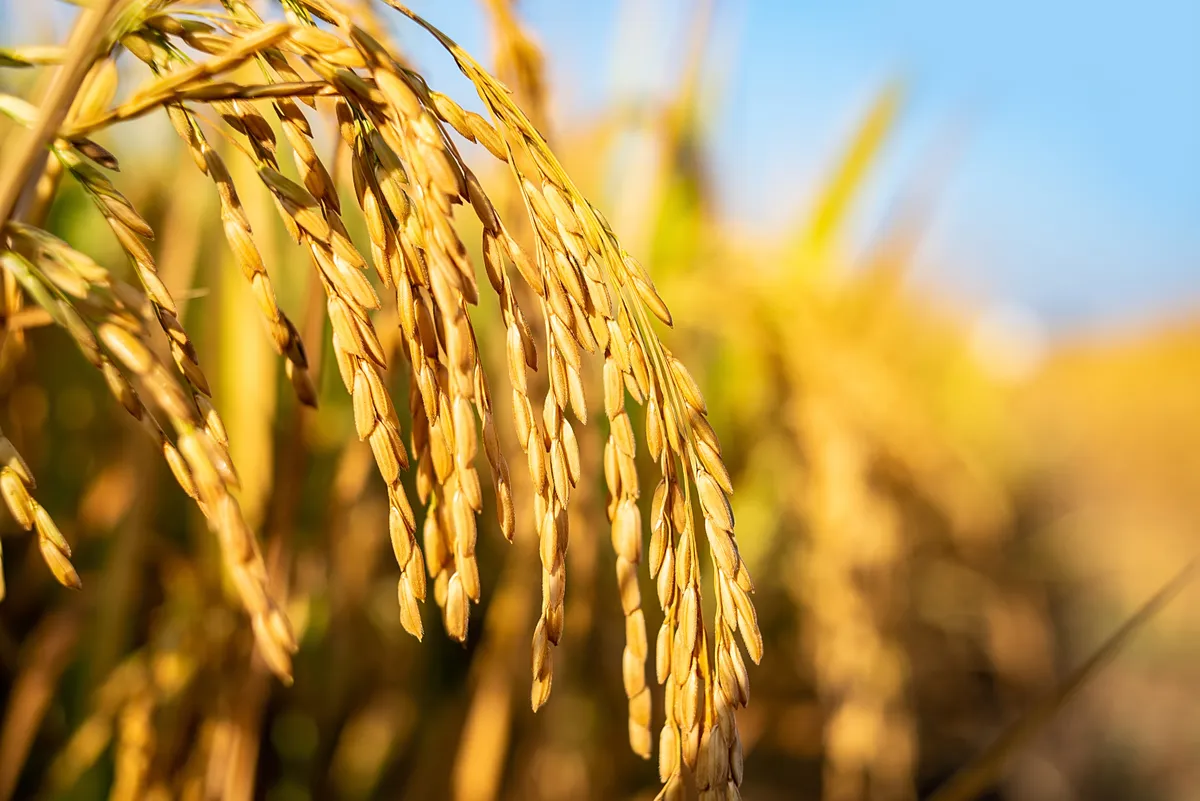 Golden yellow rice ear of rice growing in autumn paddy field - Land Of The Rising Son