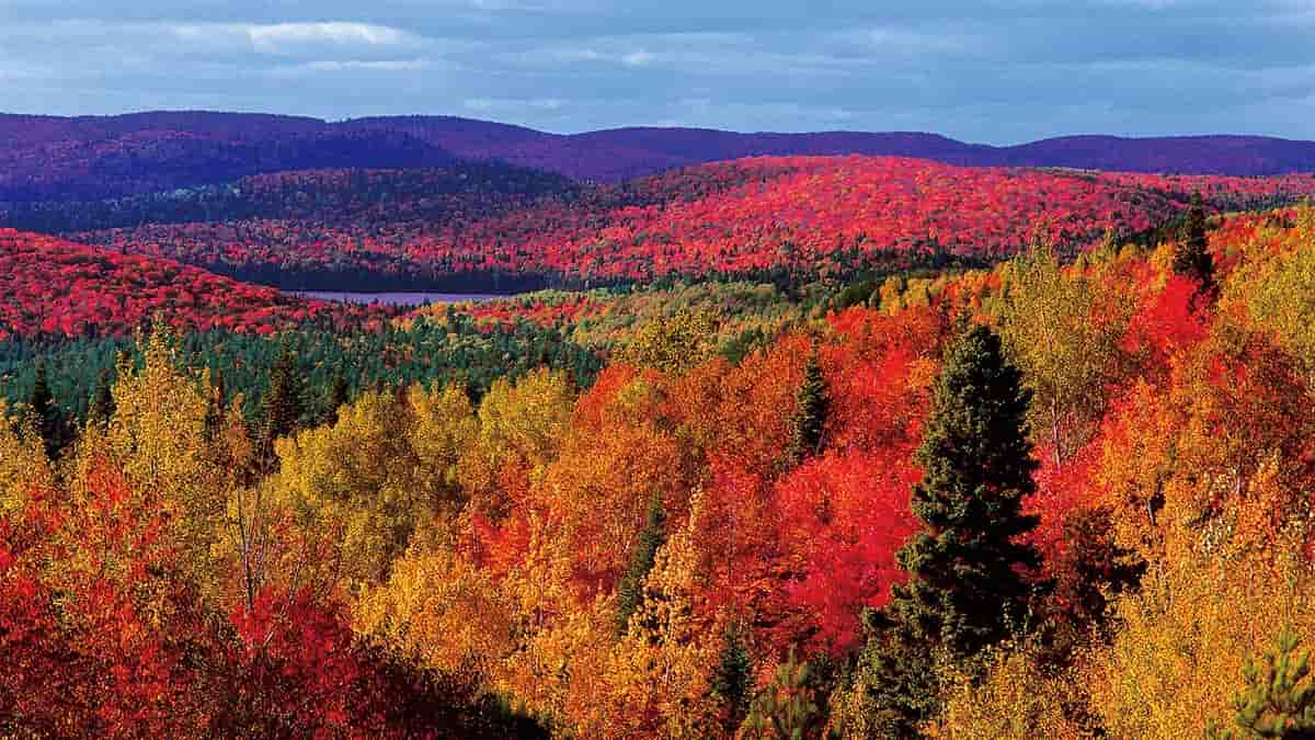 Beautiful Leaves 2 - Land Of The Rising Son