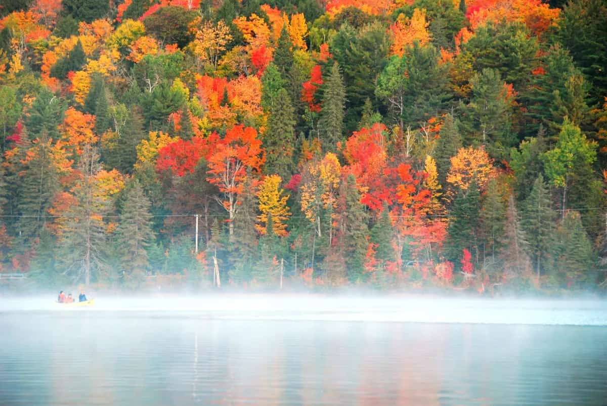 Beautiful Leaves - Land Of The Rising Son