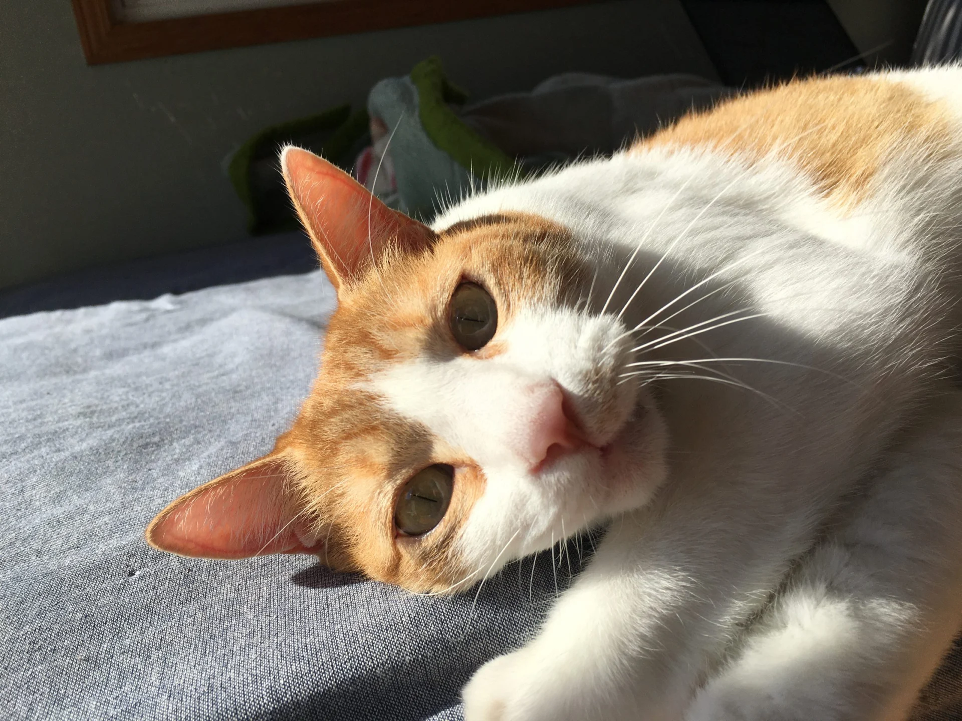 A ginger and white cat lying on its side on grey cloth in the sunlight