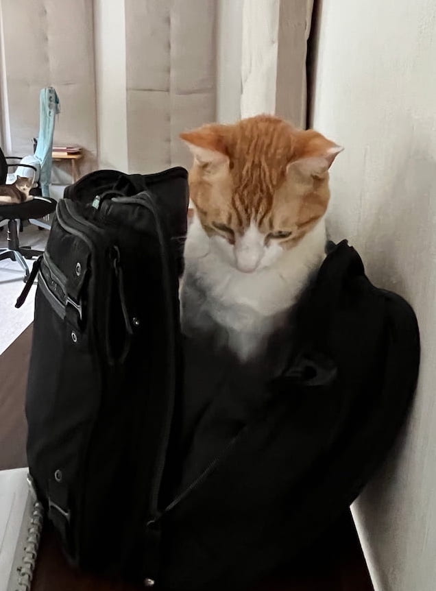 Cinnamon in briefcase - Land Of The Rising Son