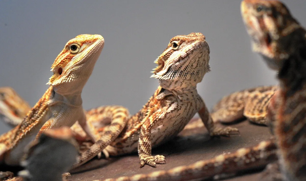 Exotic Pets - Land Of The Rising Son