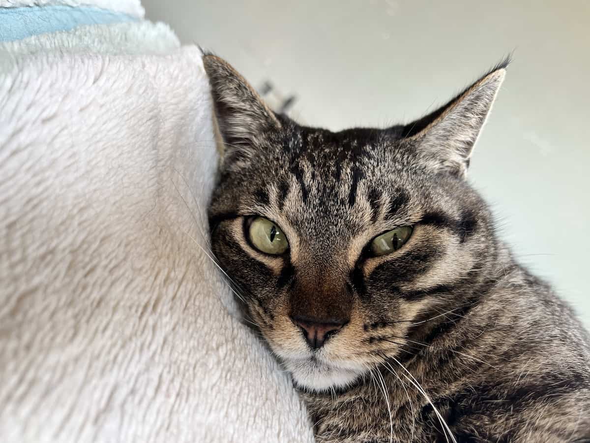 Mr. Twinkle is a beautiful boy - Land Of The Rising Son