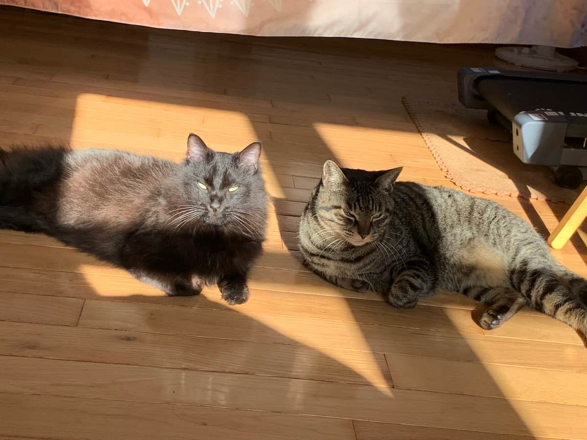 Pancake With Twinkle - Land Of The Rising Son