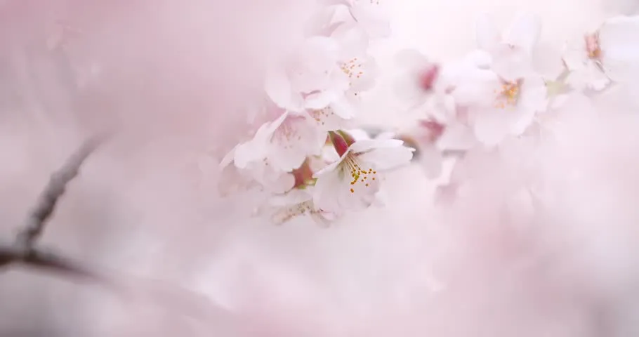 Cherry blossom - Land Of The Rising Son