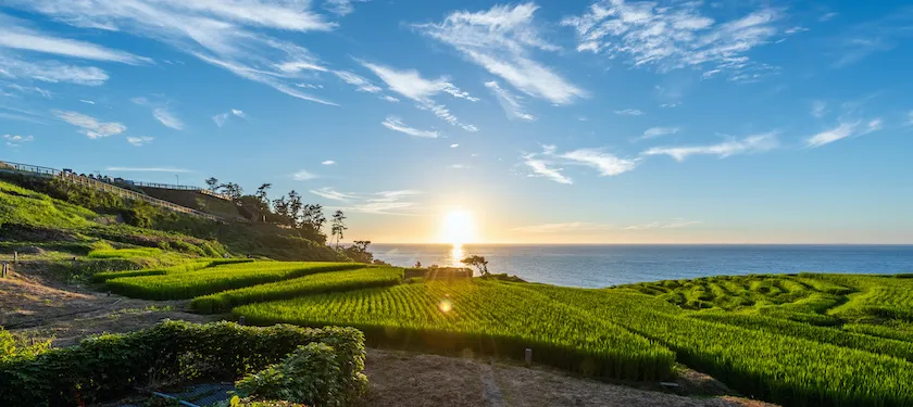 golden rice fields of Japan - Land Of The Rising Son