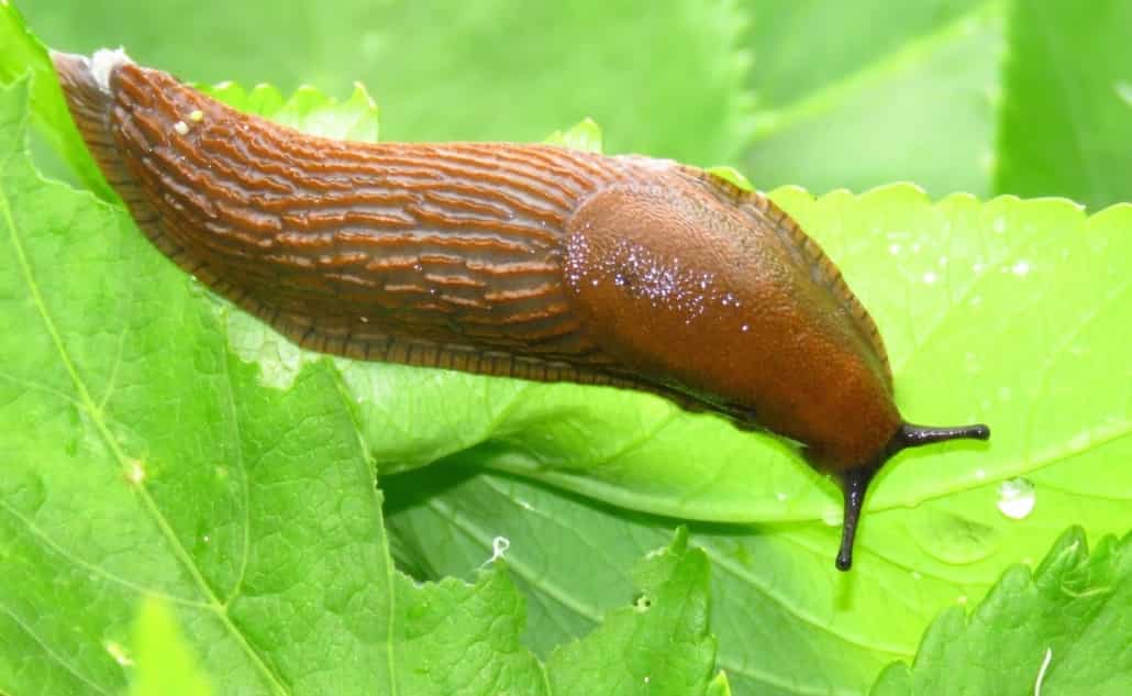 Slug- Land Of The Rising Son