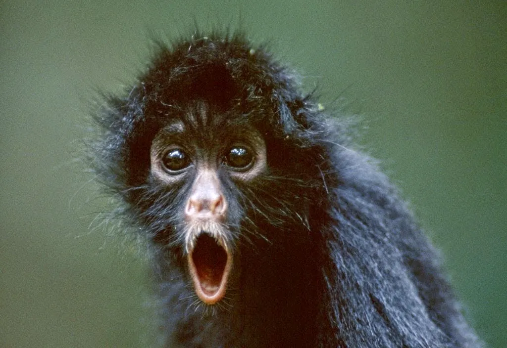 shocked-monkey - Land Of The Rising Son