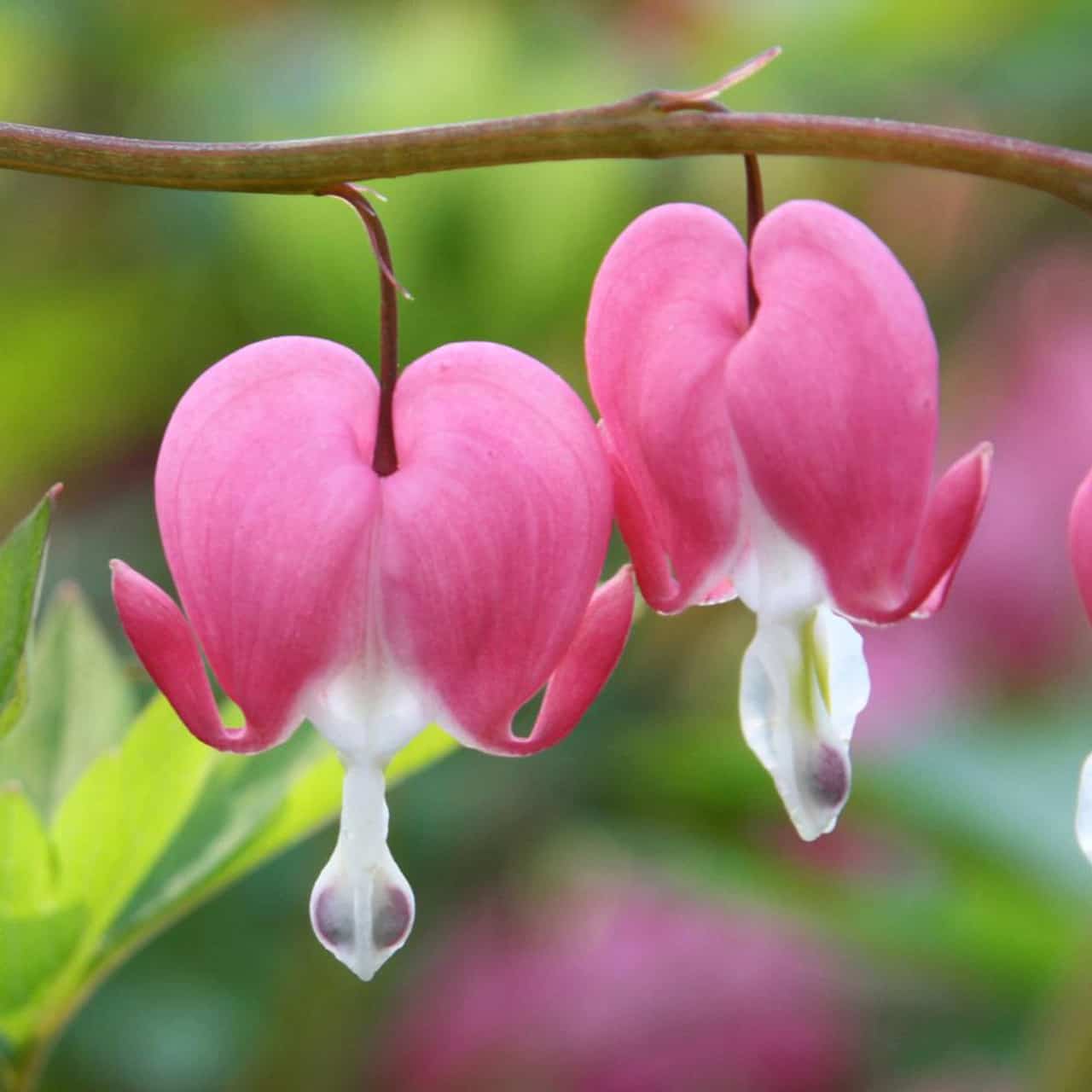 Bleeding Hearts - Land ΩF The Rising SΩN - cybersensei