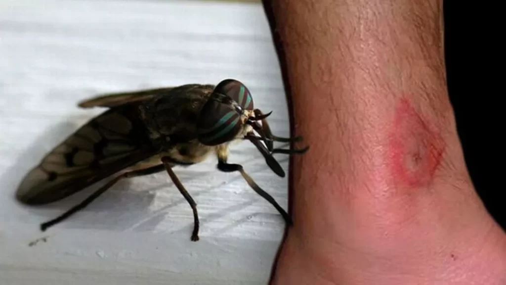 horse fly