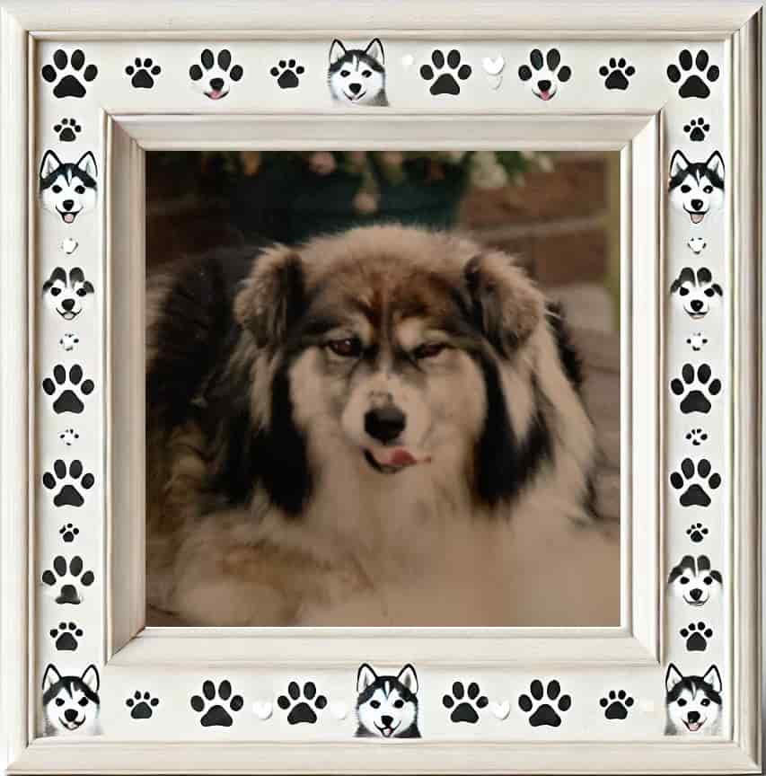 Cyggy in picture frame