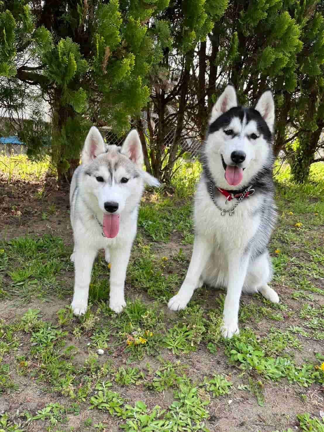 Clover and Seity guardians of the shrine