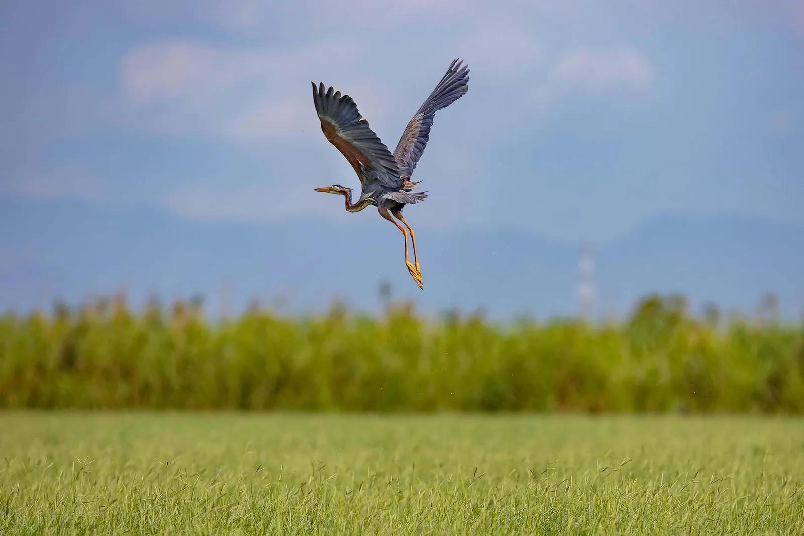 A grey heron with raised wings and dangling legs flies above a green rice field beneath a pale blue sky.