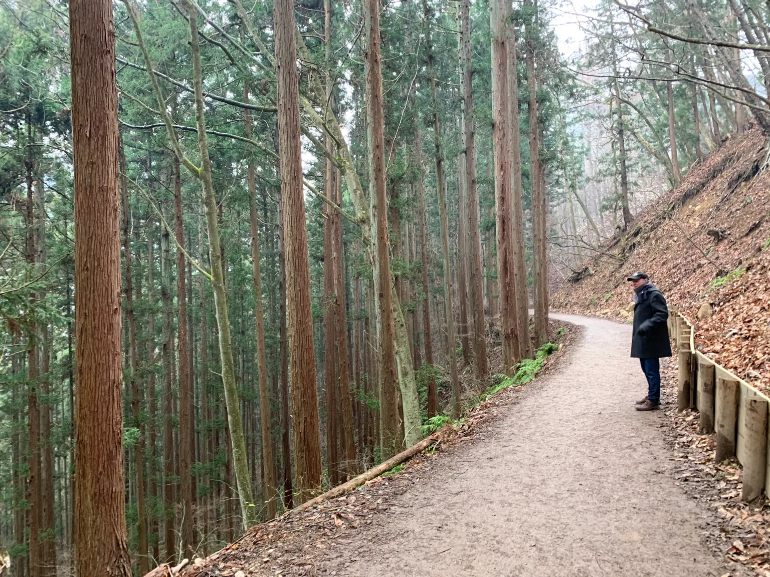 A figure in a dark coat walks a path through a tall cedar forest on the way to Jigokudani.