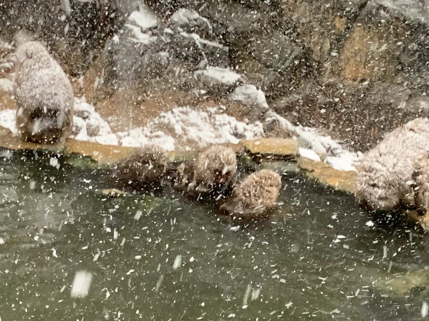 Snow monkeys huddle at the edge of a steaming hot-spring pool as snow falls.
