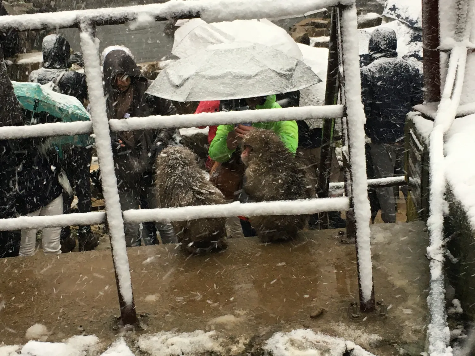 Visitors under umbrellas crowd a railing in falling snow, watching the monkeys up close.